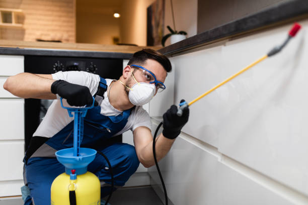 Best Rat Extermination Near Me  in Live Oak, CA