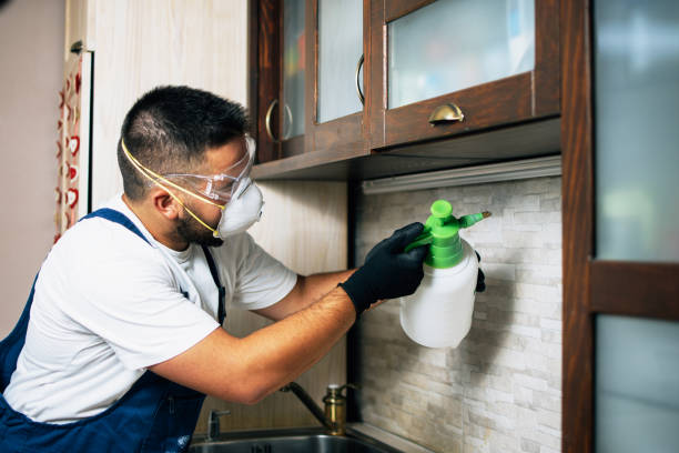 Trusted Live Oak, CA Pest Control Experts