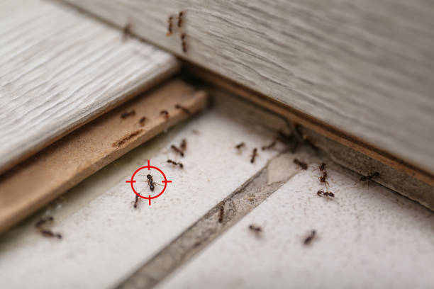 Best Affordable Pest Control Services  in Live Oak, CA