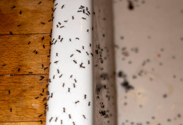 Best Exterminator Services  in Live Oak, CA