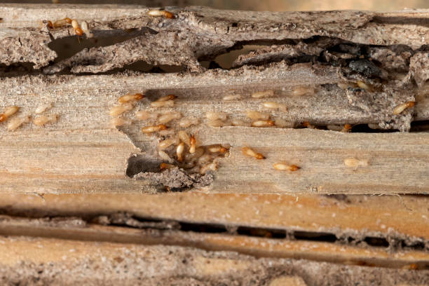 Flea Control Services in Live Oak, CA