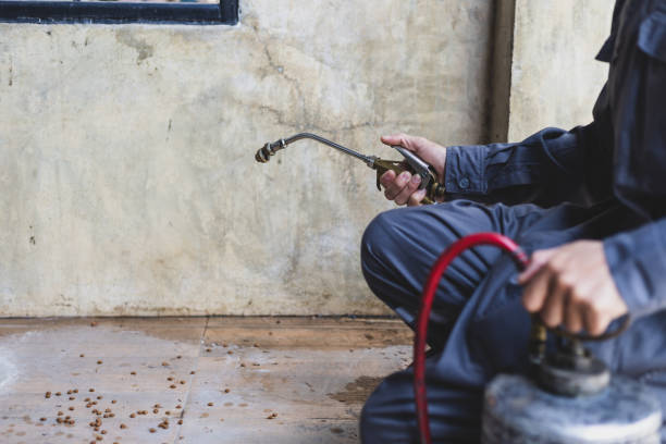 Best Wasp Removal Services  in Live Oak, CA